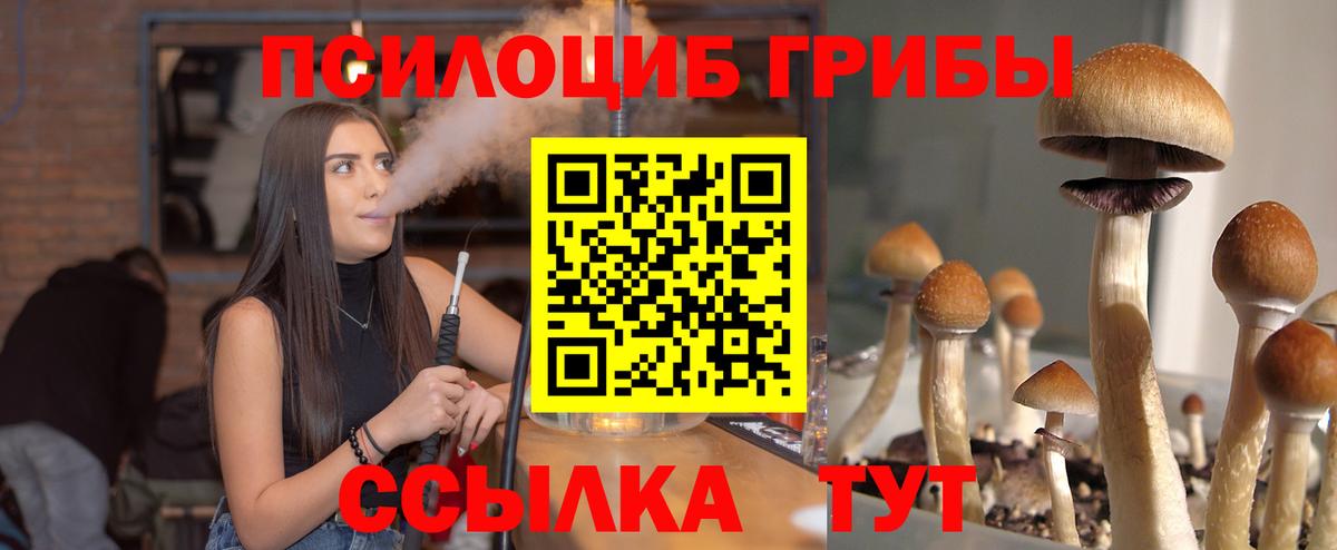 Псилоцибиновые грибы Зима